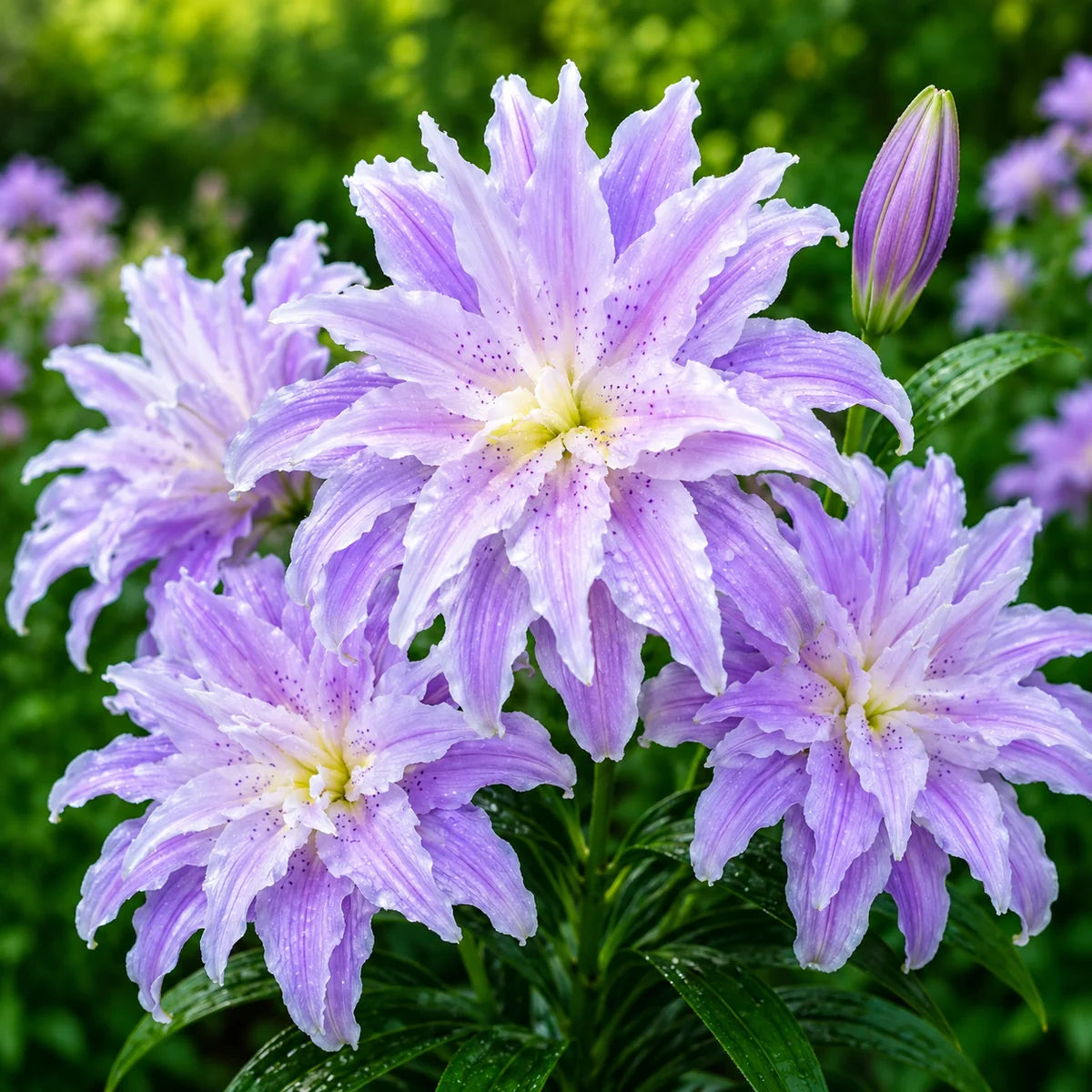 Bulbi de Crini ”Viola” 2 buc